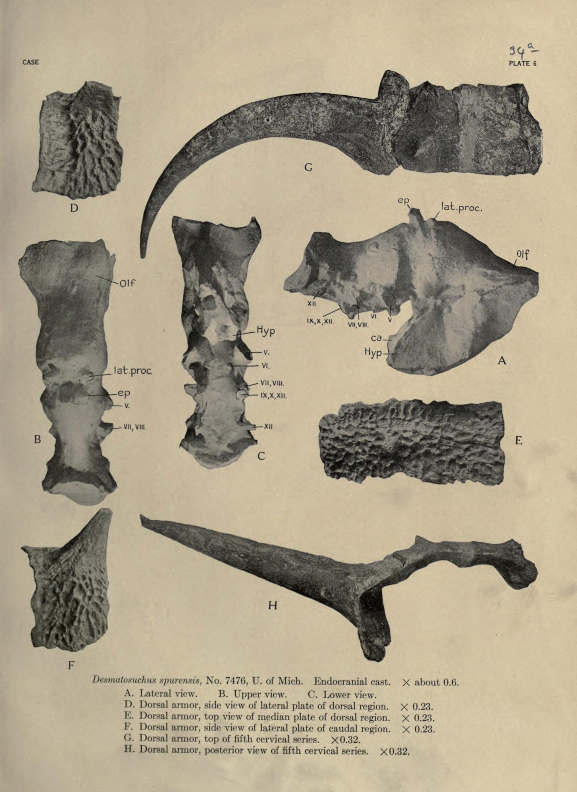 Atopodentatus: The Vacuum Cleaner of Ancient Seas (image credits: wikimedia)