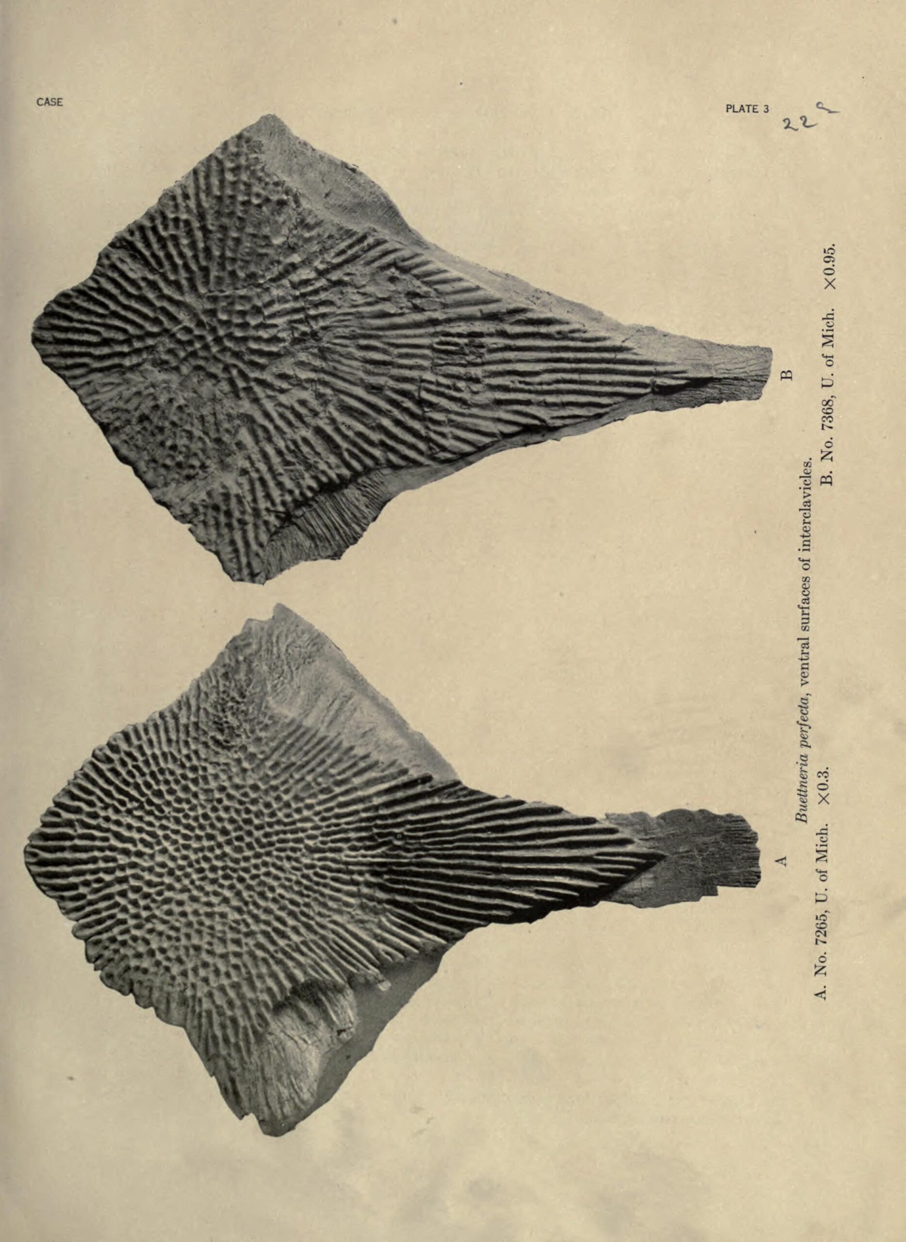 Longisquama: The Feathered Enigma (image credits: wikimedia)