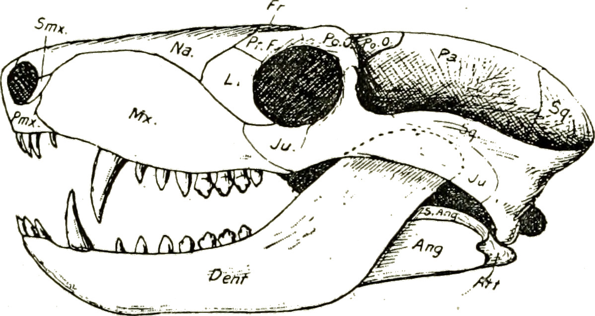 Drepanosaurus: The Monkey-Lizard Hybrid (image credits: wikimedia)