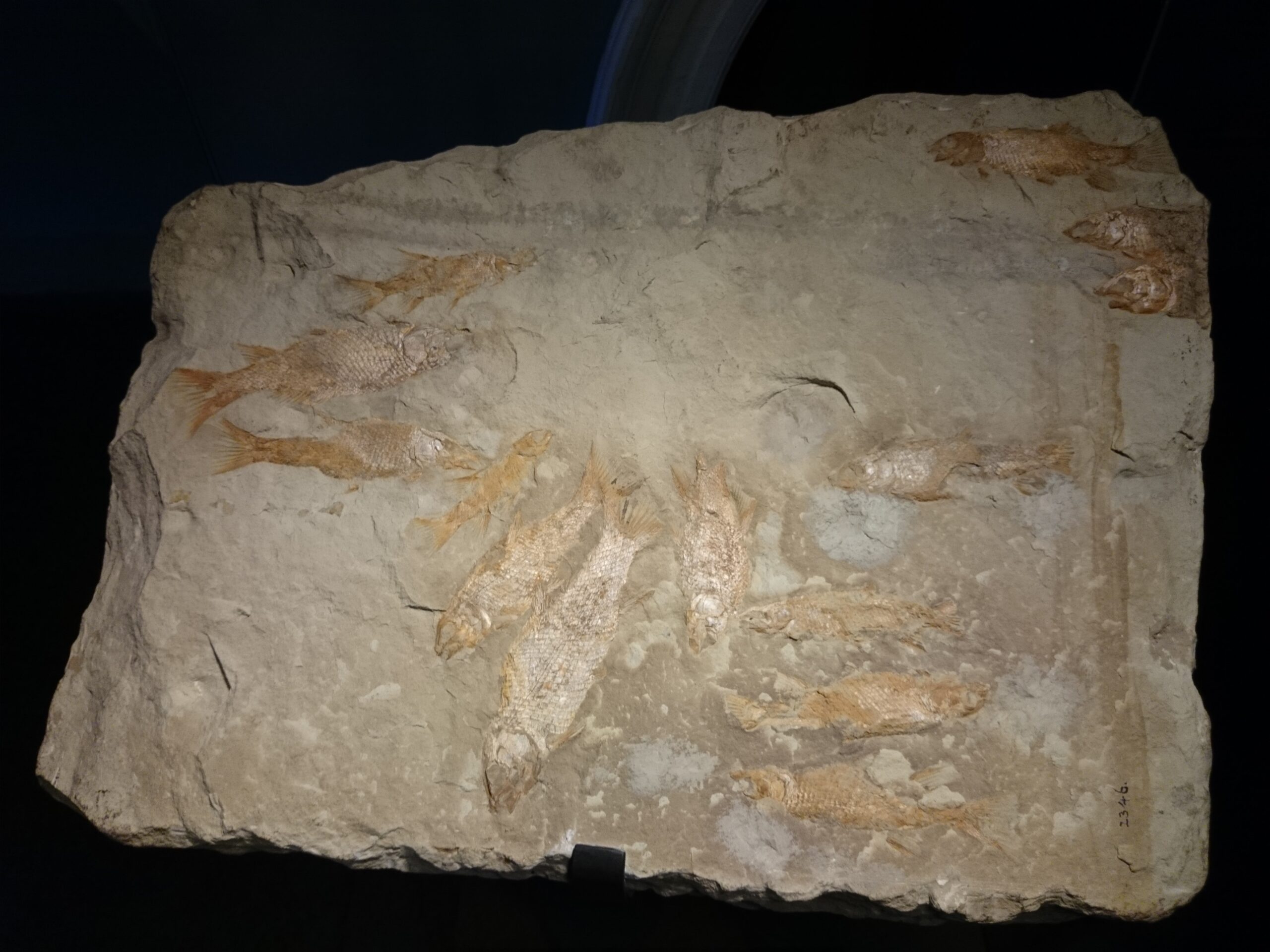 Why Most Creatures Never Become Fossils (image credits: wikimedia)