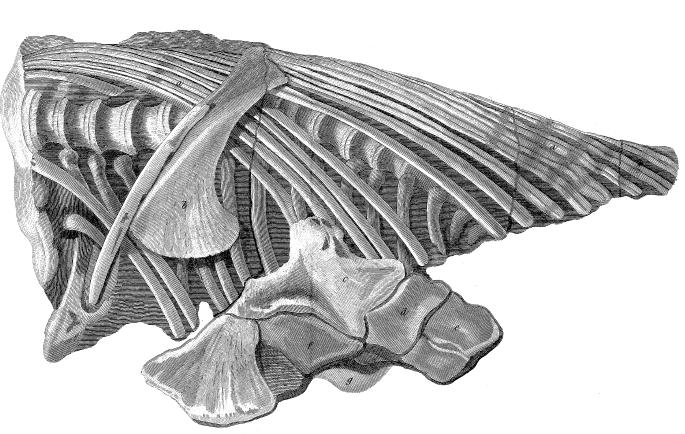 Giants of the Deep: Temnodontosaurus (image credits: wikimedia)