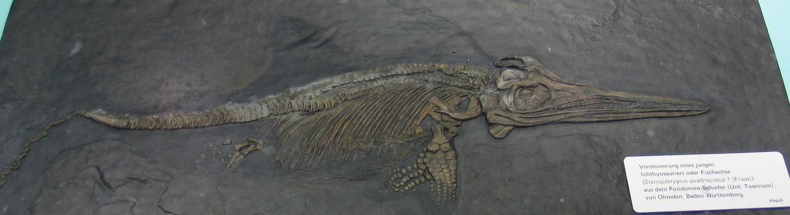 The Legacy of Jurassic Sea Dragons (image credits: wikimedia)