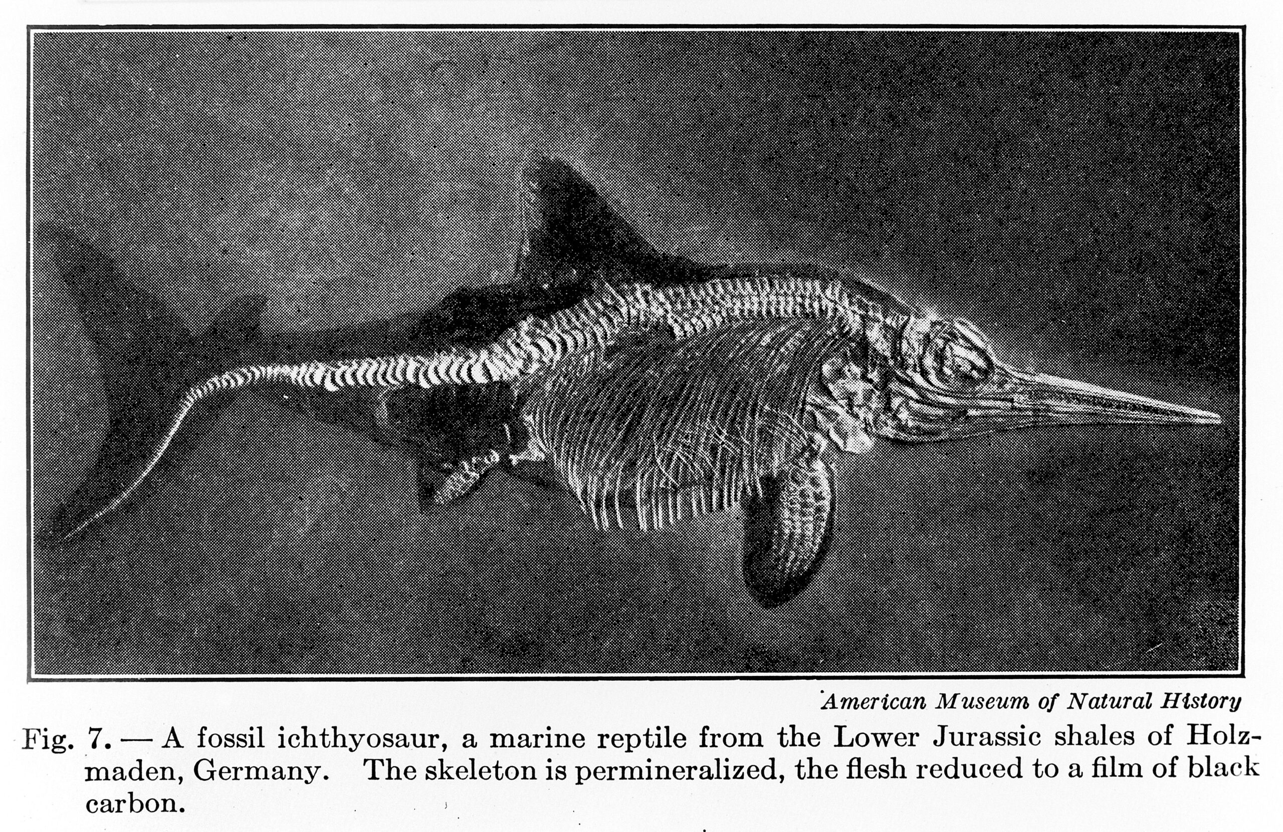 Conclusion: Echoes from the Deep (image credits: wikimedia)