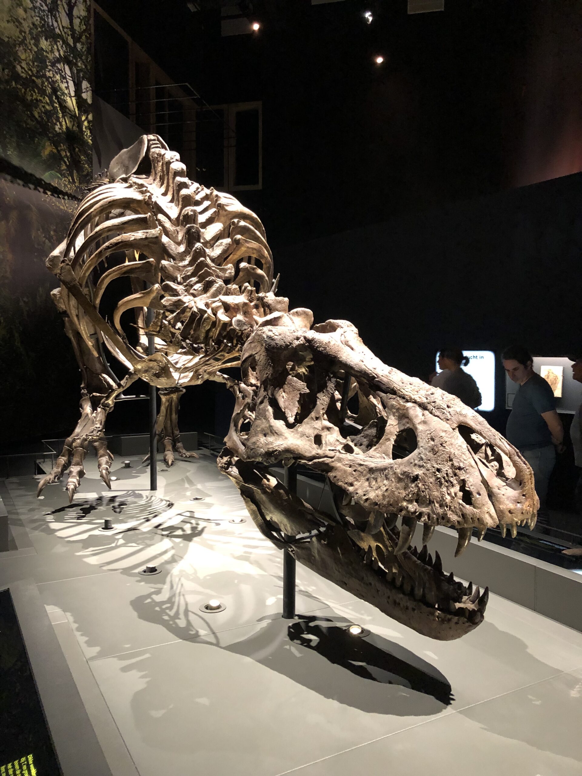 Bone Density Miscalculations (image credits: wikimedia)