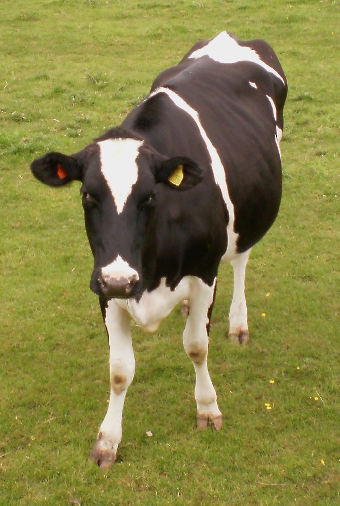 Metabolic Differences: Energy Management Across Time (image credits: flickr)