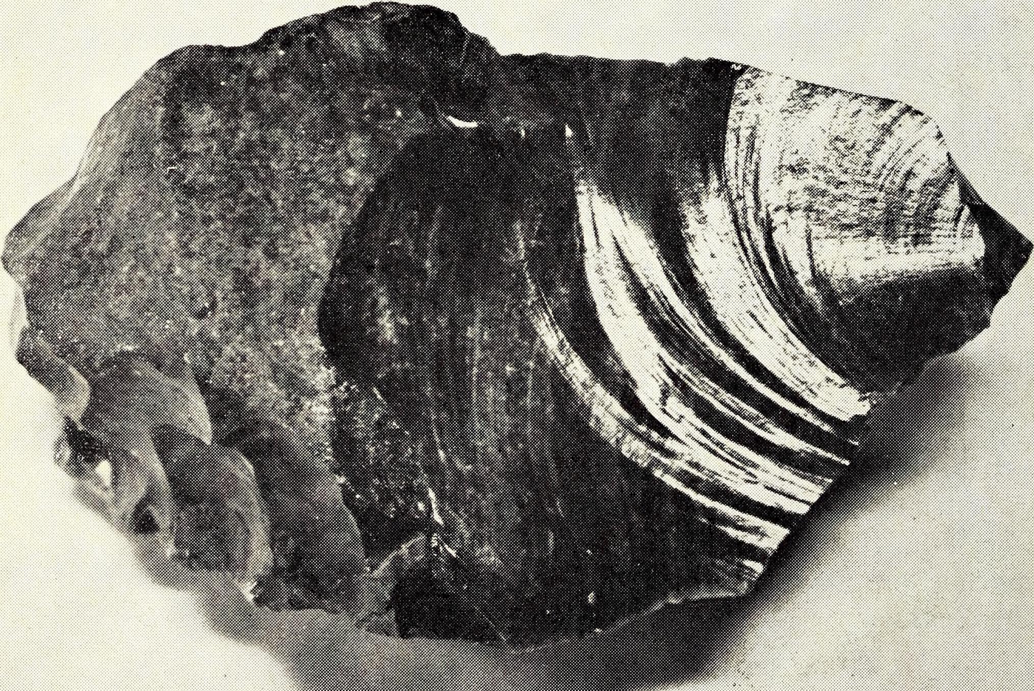 The Shocking Discovery That Started It All (image credits: wikimedia)