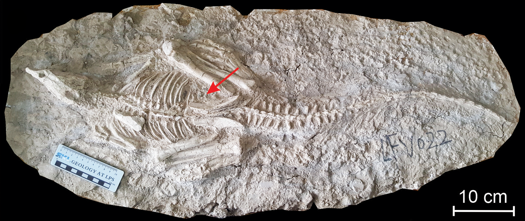 Gastroliths: The Dinosaur's Secret Weapon (image credits: wikimedia)