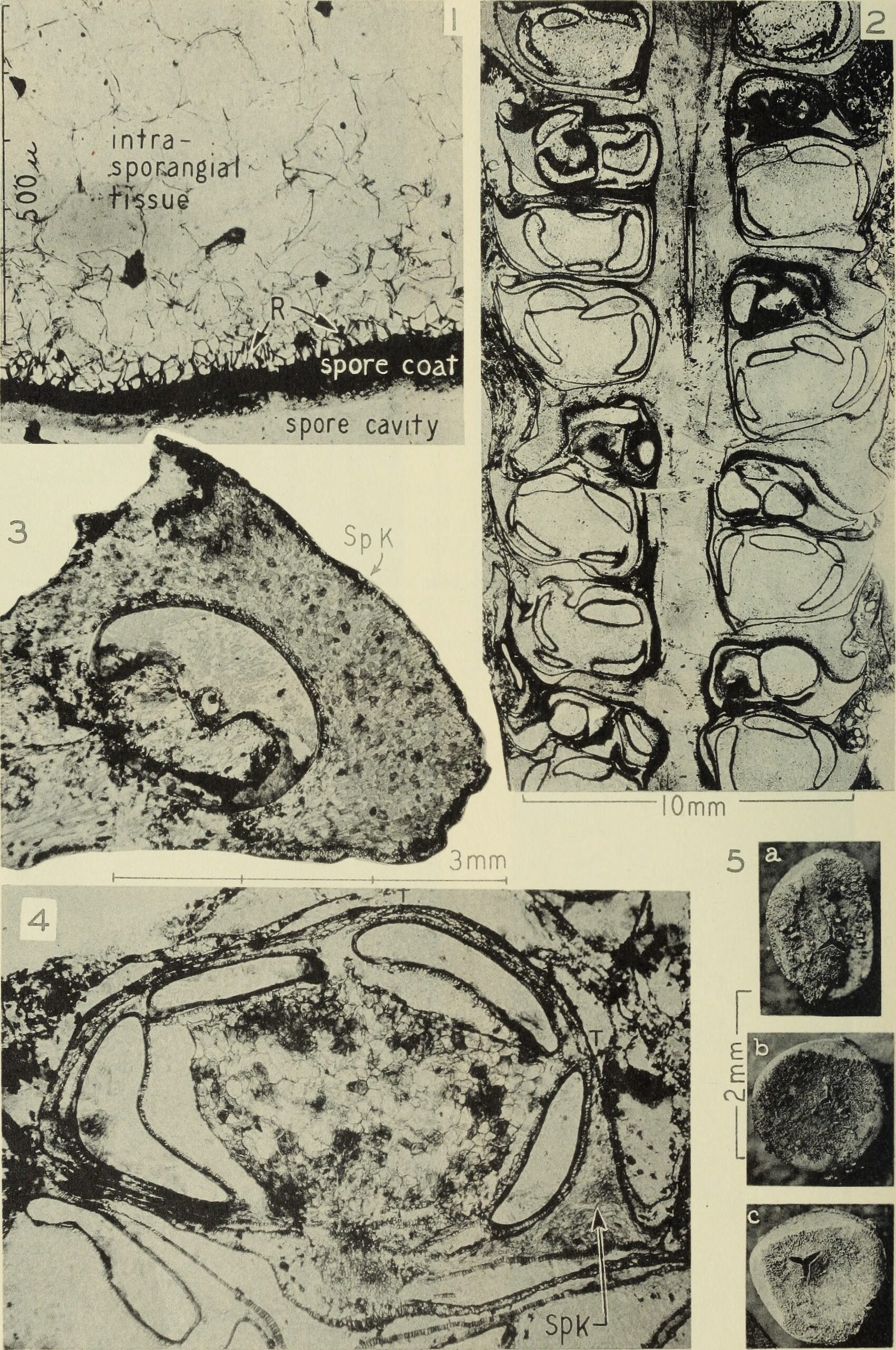 The Fossil Evidence: Reading Ancient Landscapes (image credits: wikimedia)