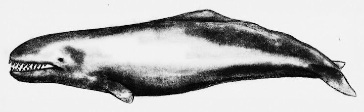 Livyatan Melvillei: The Sperm Whale with Jaws (image credits: wikimedia)