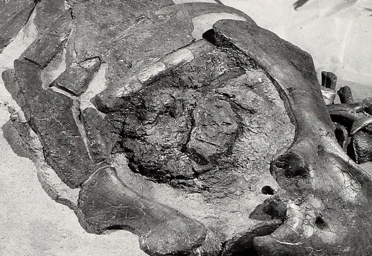 Heart Power: Pumping Blood to Extreme Heights (image credits: wikimedia)