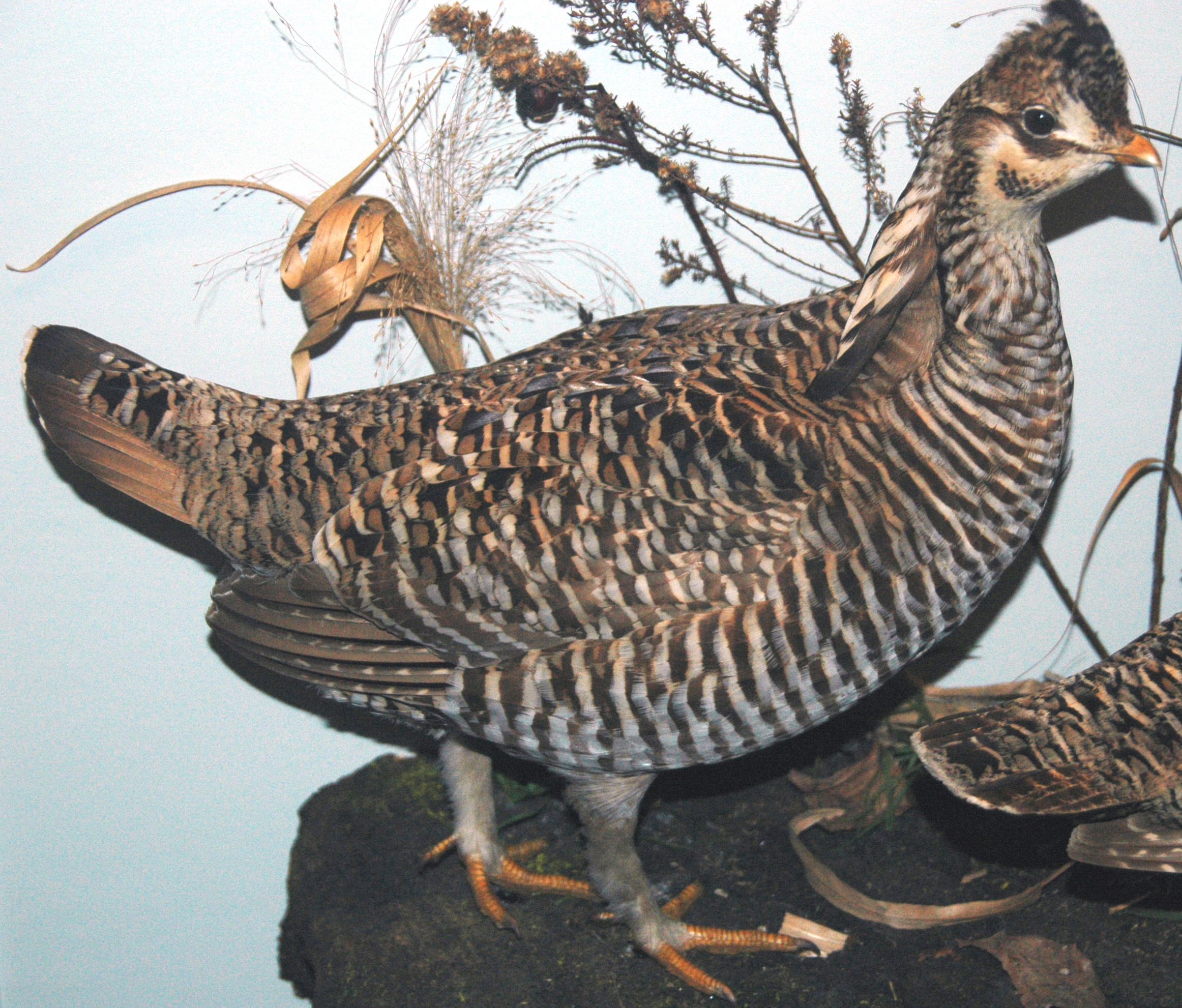 Compsognathus vs. Chicken: Size Surprises (image credits: wikimedia)