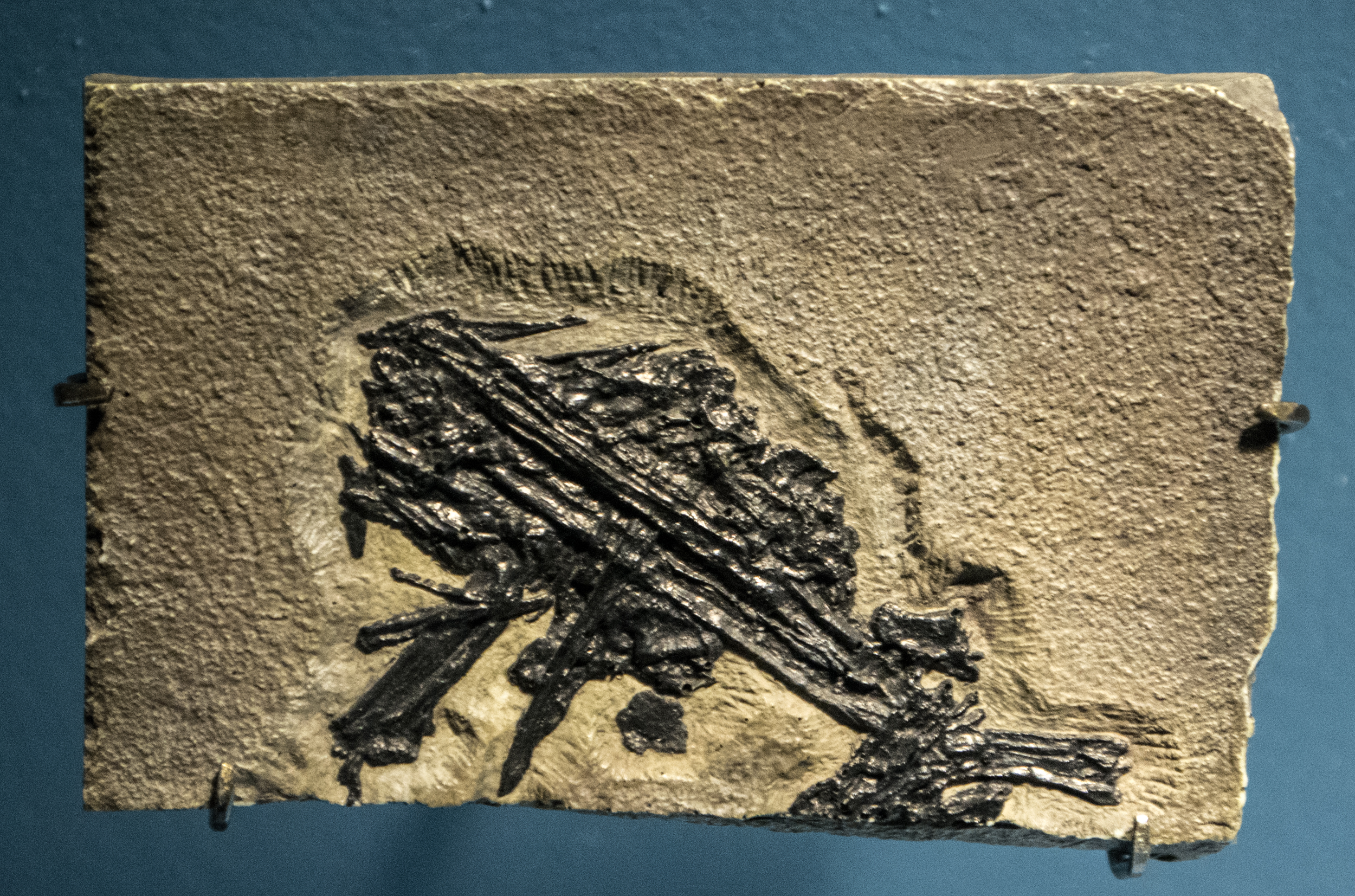 Pteranodon vs. Wandering Albatross: Masters of the Skies (image credits: wikimedia)