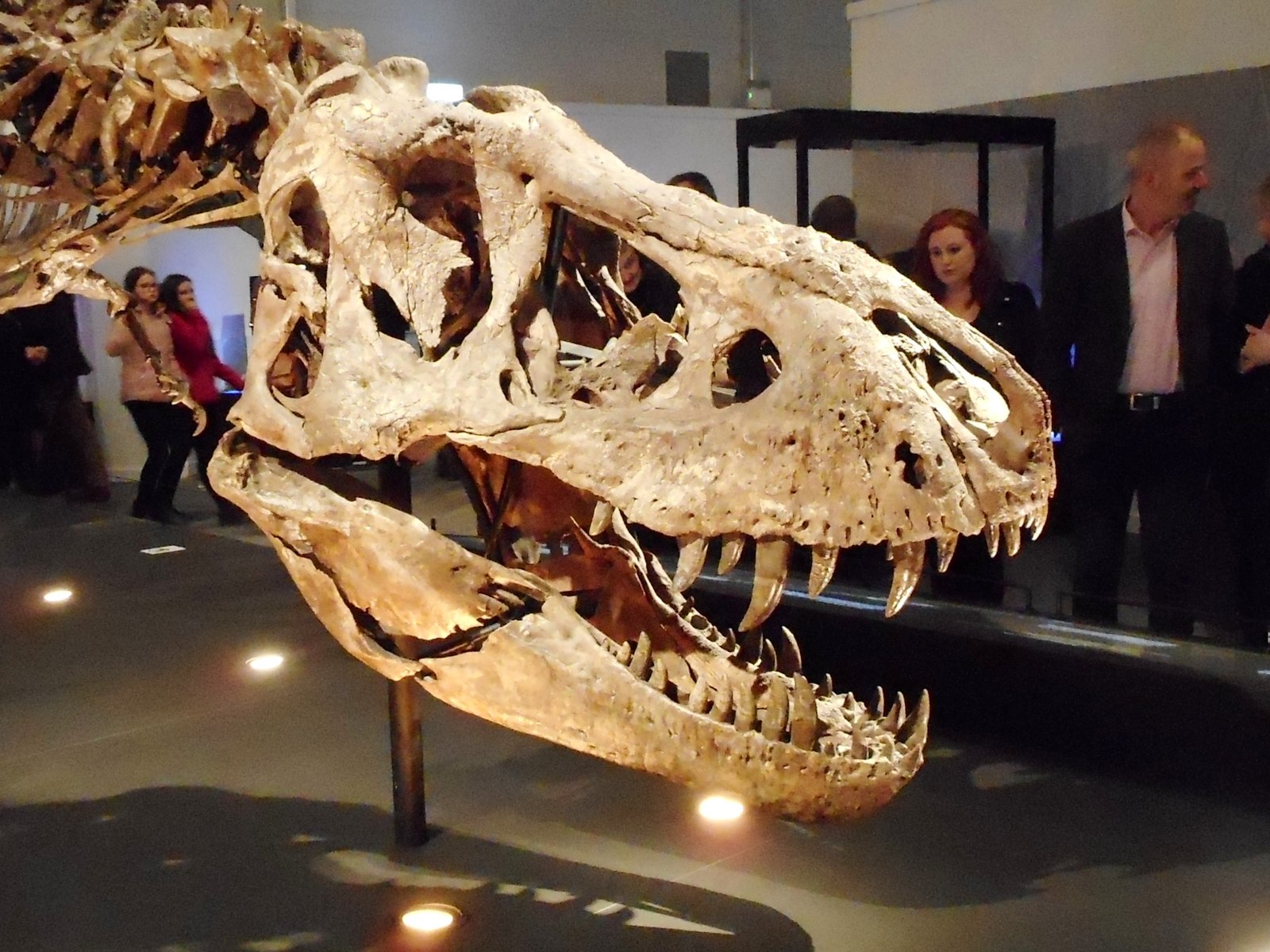 Sue's Impact on T. rex Intelligence Research (image credits: wikimedia)