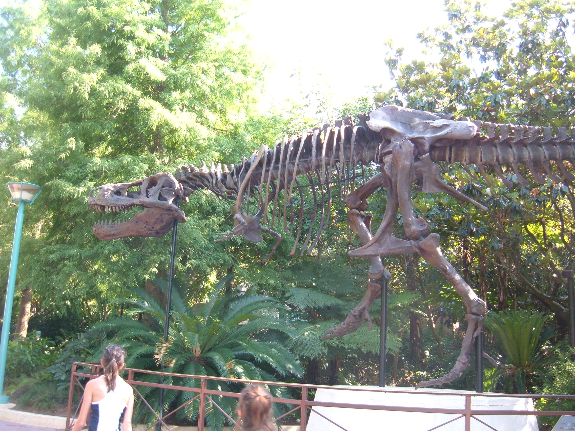 Sue's Role in Understanding T. rex Growth Patterns (image credits: wikimedia)