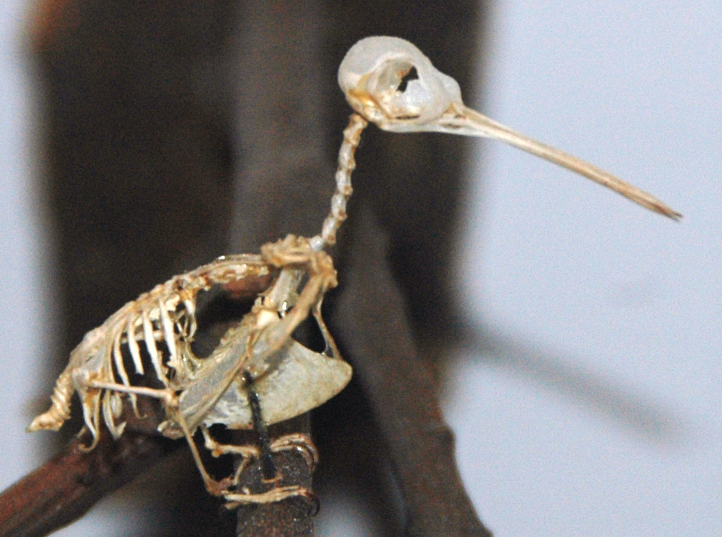 The Shocking Truth About Dinosaur Colors (image credits: flickr)