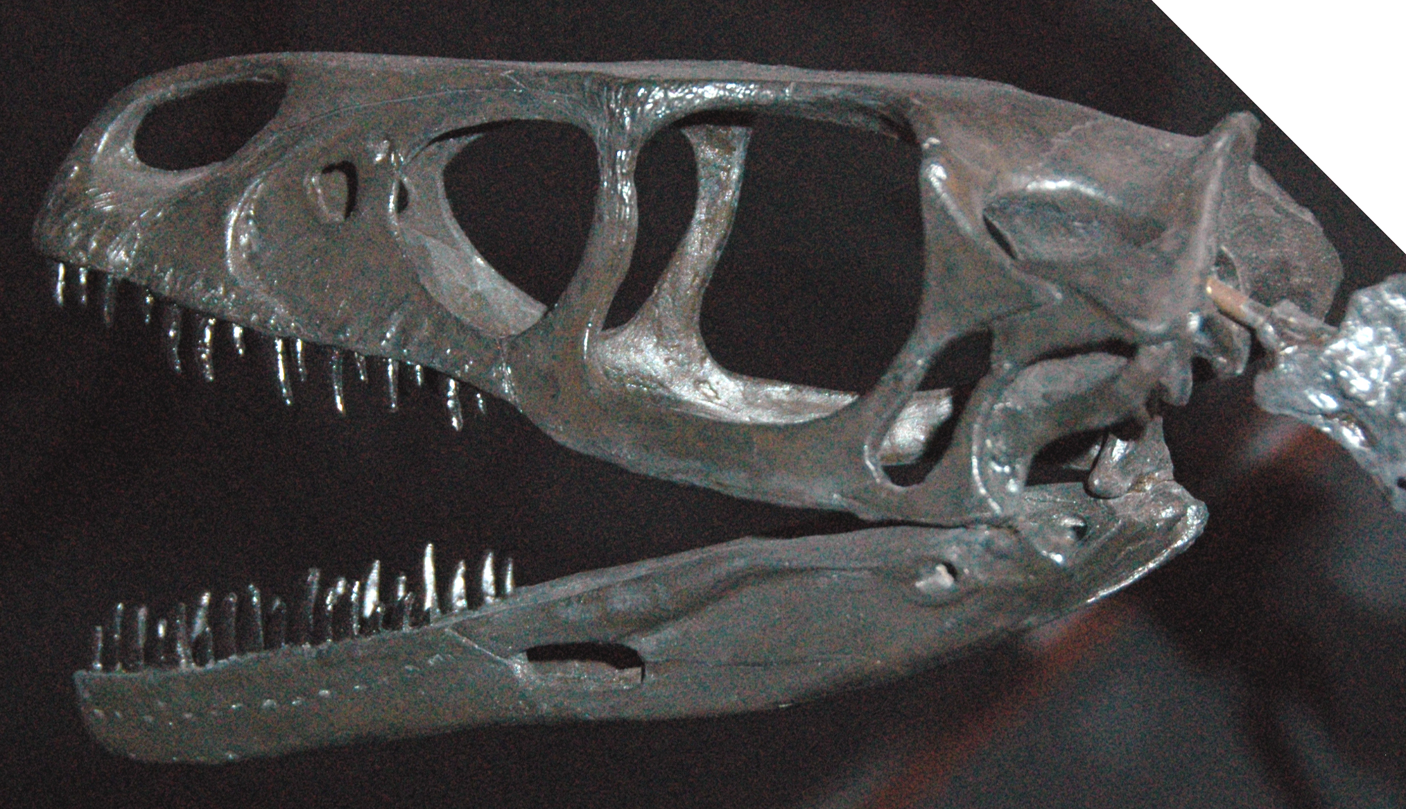 Why Scientists Initially Missed the Feather Evidence (image credits: wikimedia)