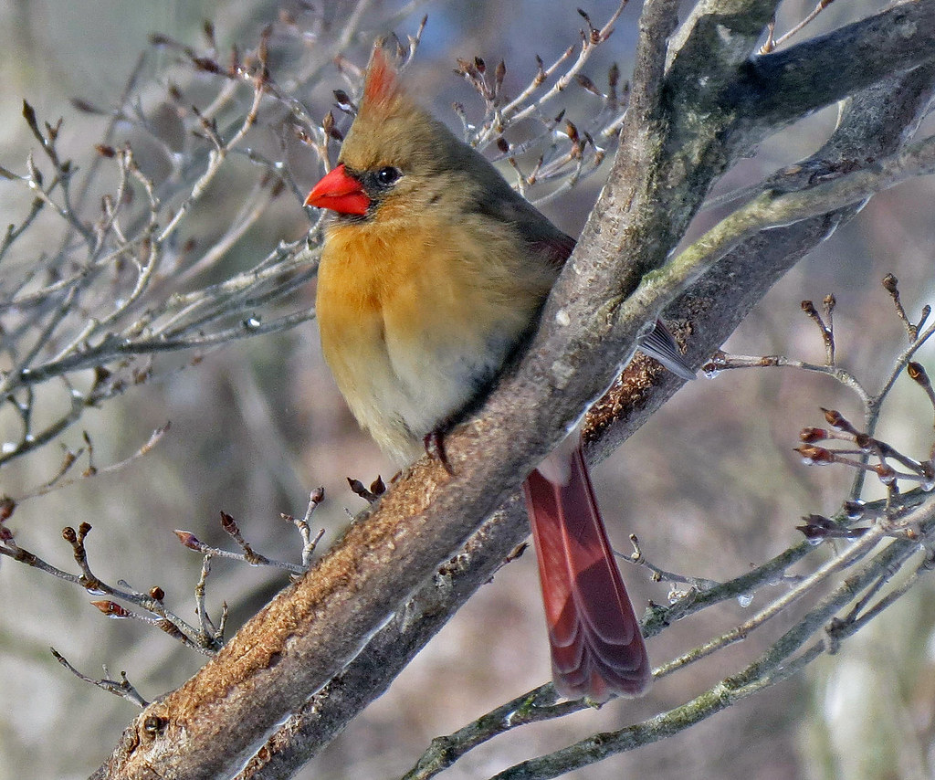 The Surprising Connection to Modern Birds (image credits: flickr)