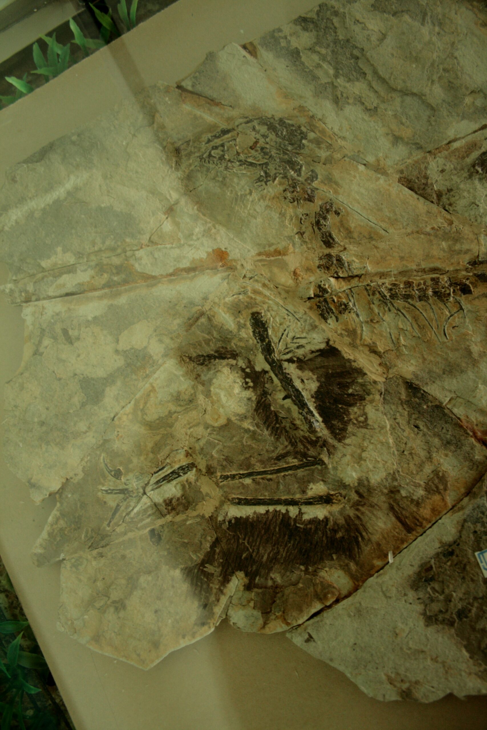 Future Expeditions and What We Might Find (image credits: wikimedia)