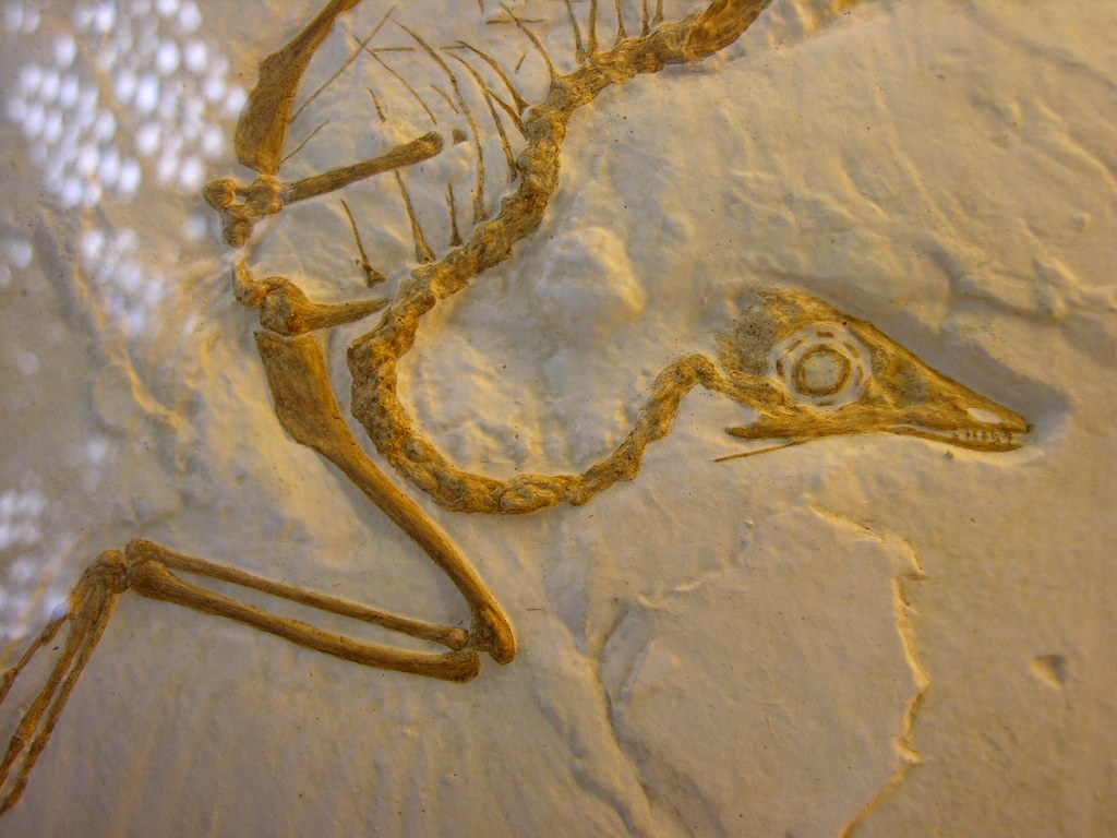 Did Some Dinosaurs Have Feathers in North America? Fossil Hints From Utah and Idaho