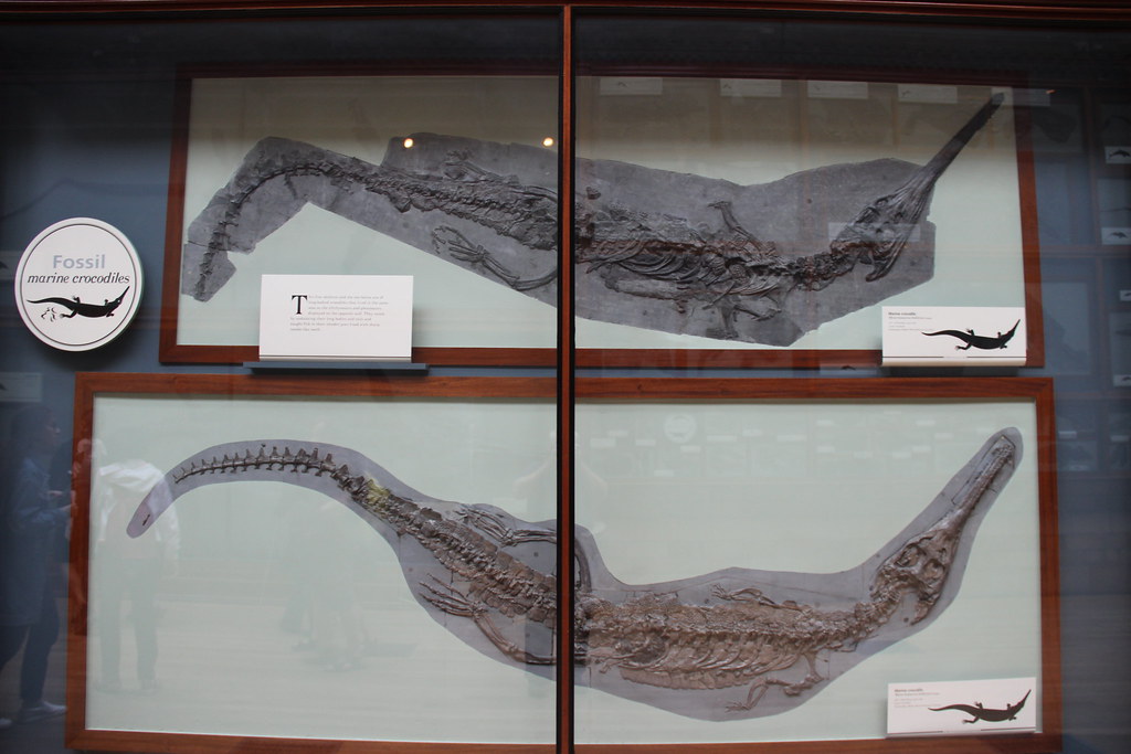 Distinctive Boring Patterns from Marine Organisms (image credits: flickr)