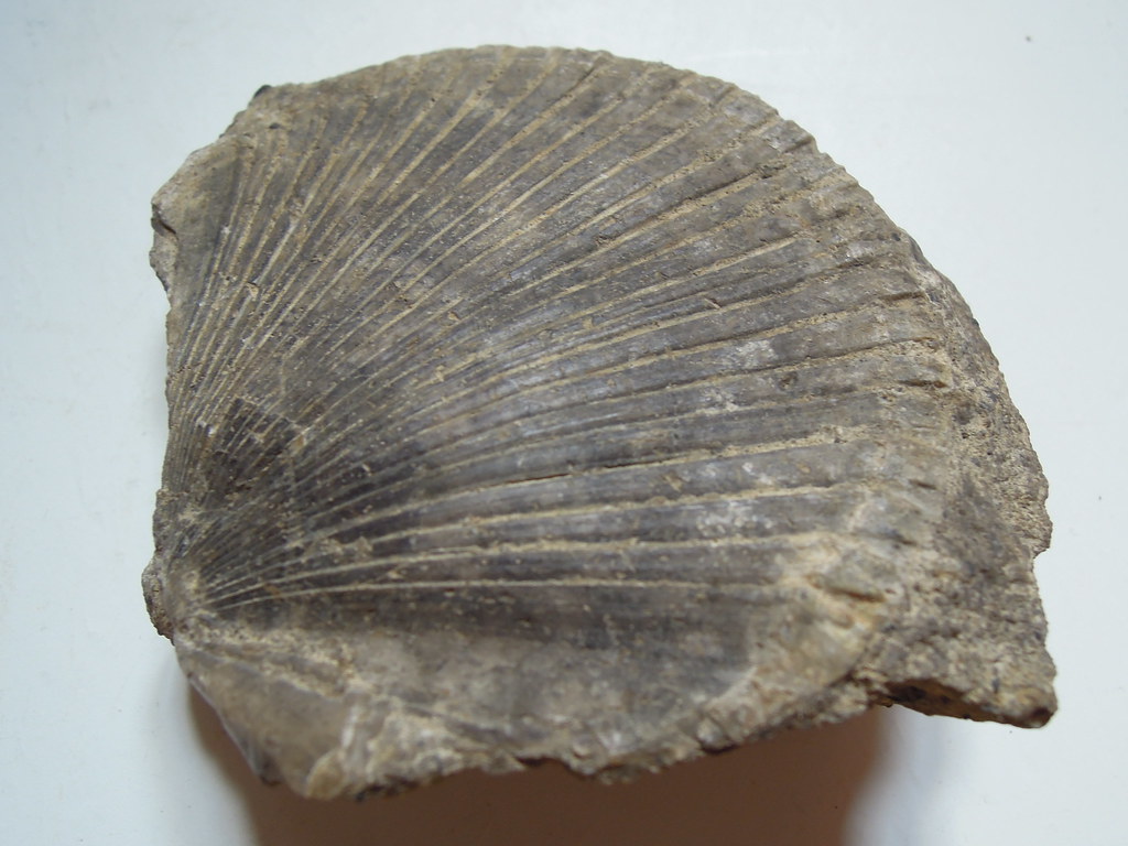 Chemical Staining and Mineral Replacement (image credits: flickr)