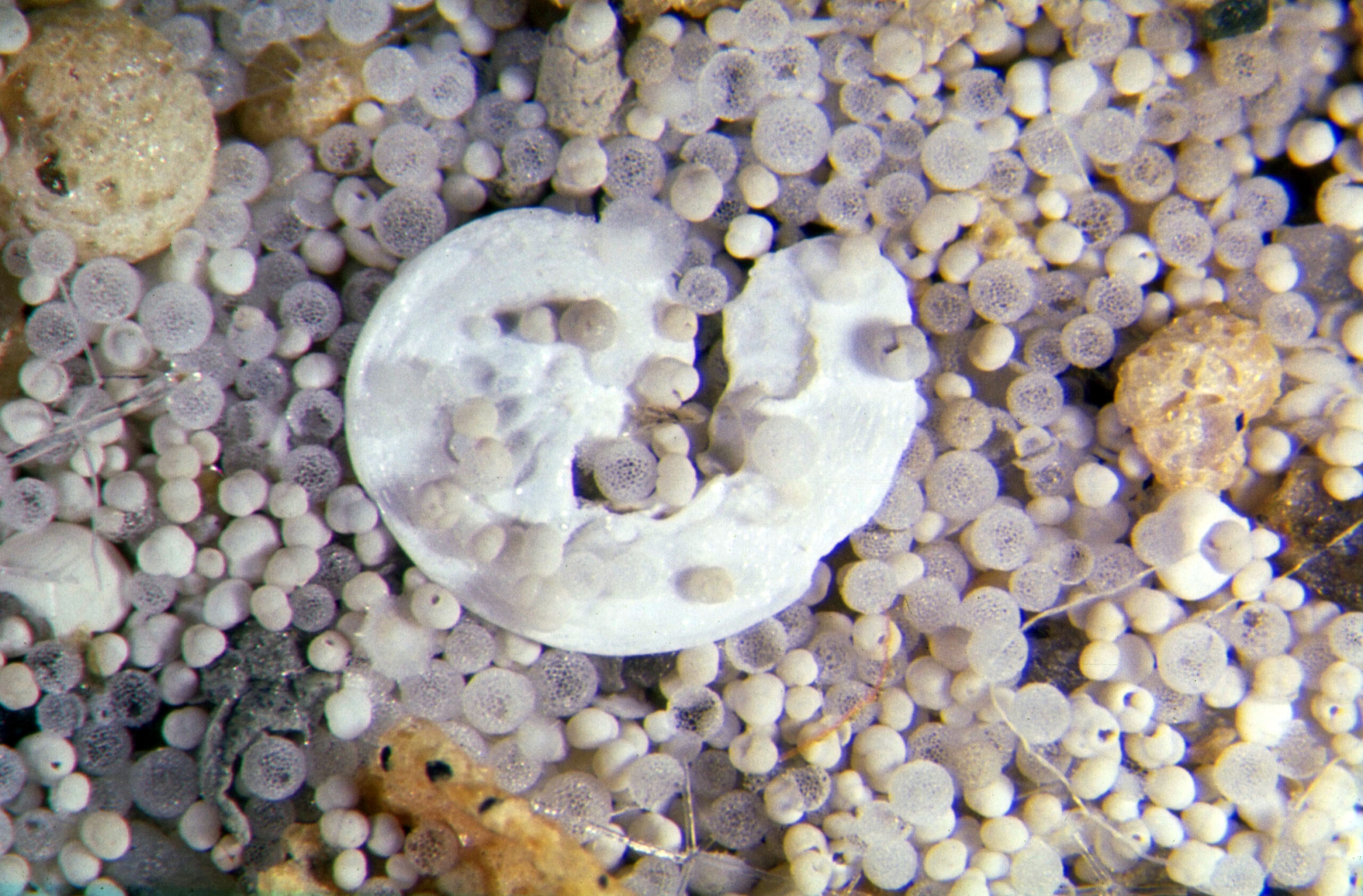 Presence of Marine Microfossils (image credits: wikimedia)