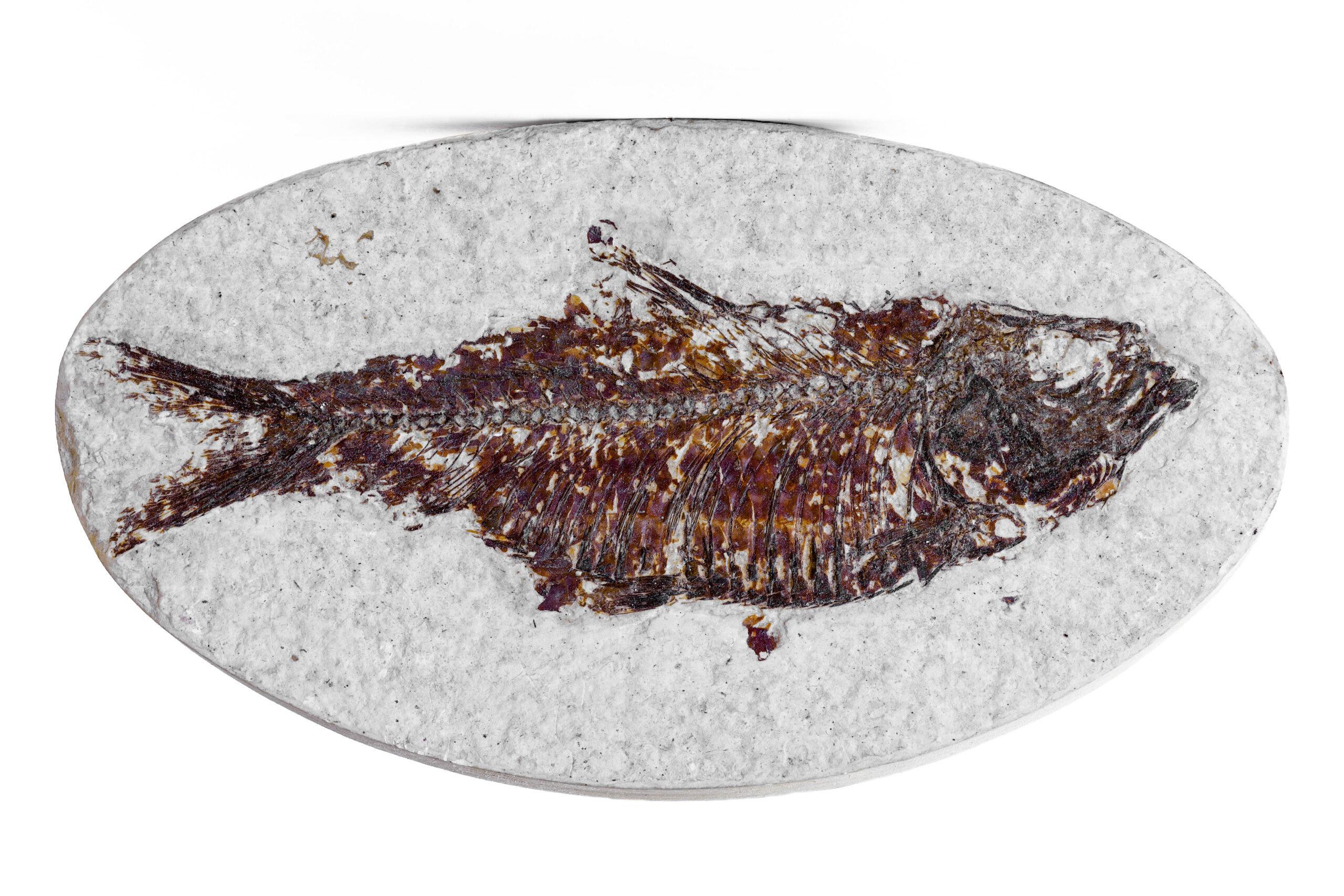 Orientation and Positioning Clues (image credits: wikimedia)