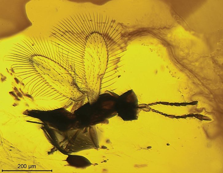 Predator and Prey: Ancient Food Webs in Action (image credits: wikimedia)