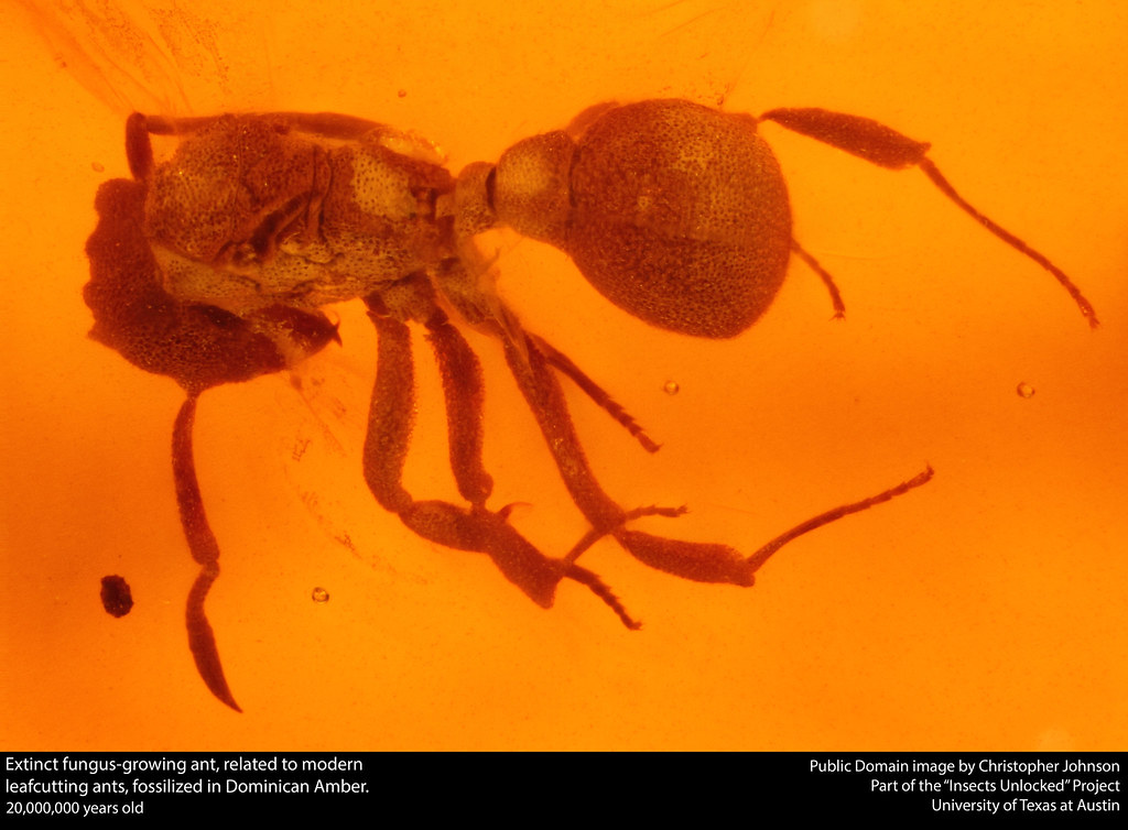 Social Insects: The Rise of Complex Societies (image credits: flickr)