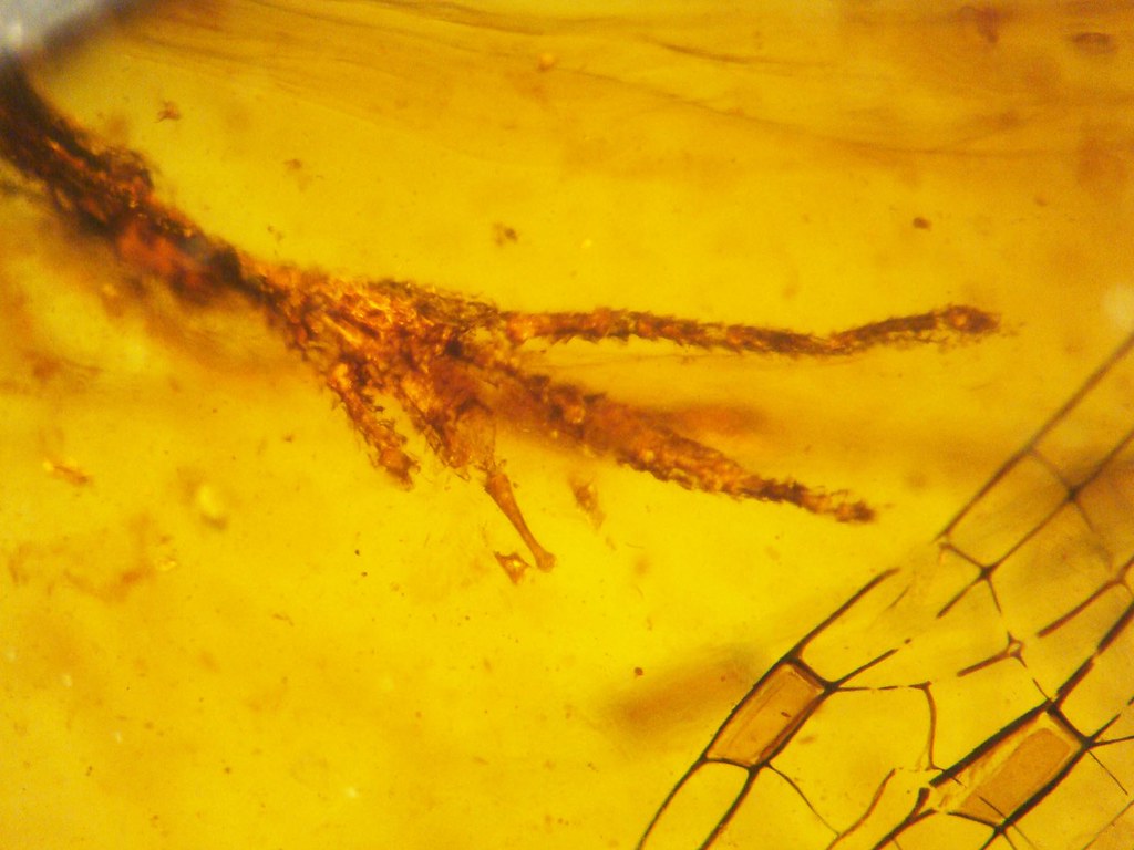 Mating Displays and Reproductive Strategies (image credits: flickr)