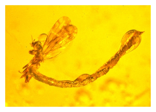 Parasites and Disease: The Hidden Side of Ancient Life (image credits: wikimedia)