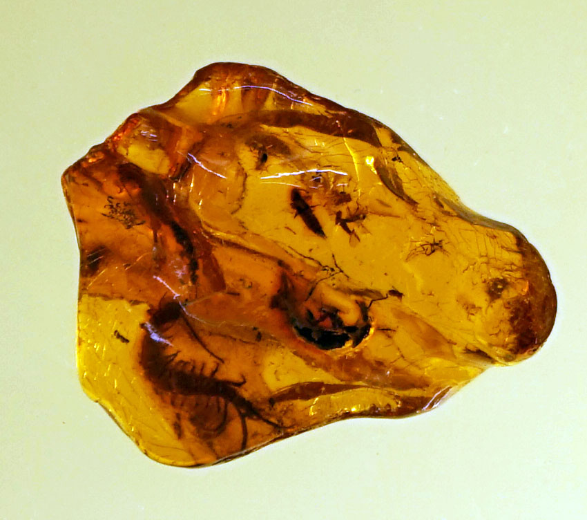 Ecosystem Engineers: Insects That Shaped Their World (image credits: wikimedia)