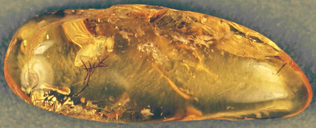 Evolutionary Experiments: Failed Lineages and Lost Innovations (image credits: flickr)