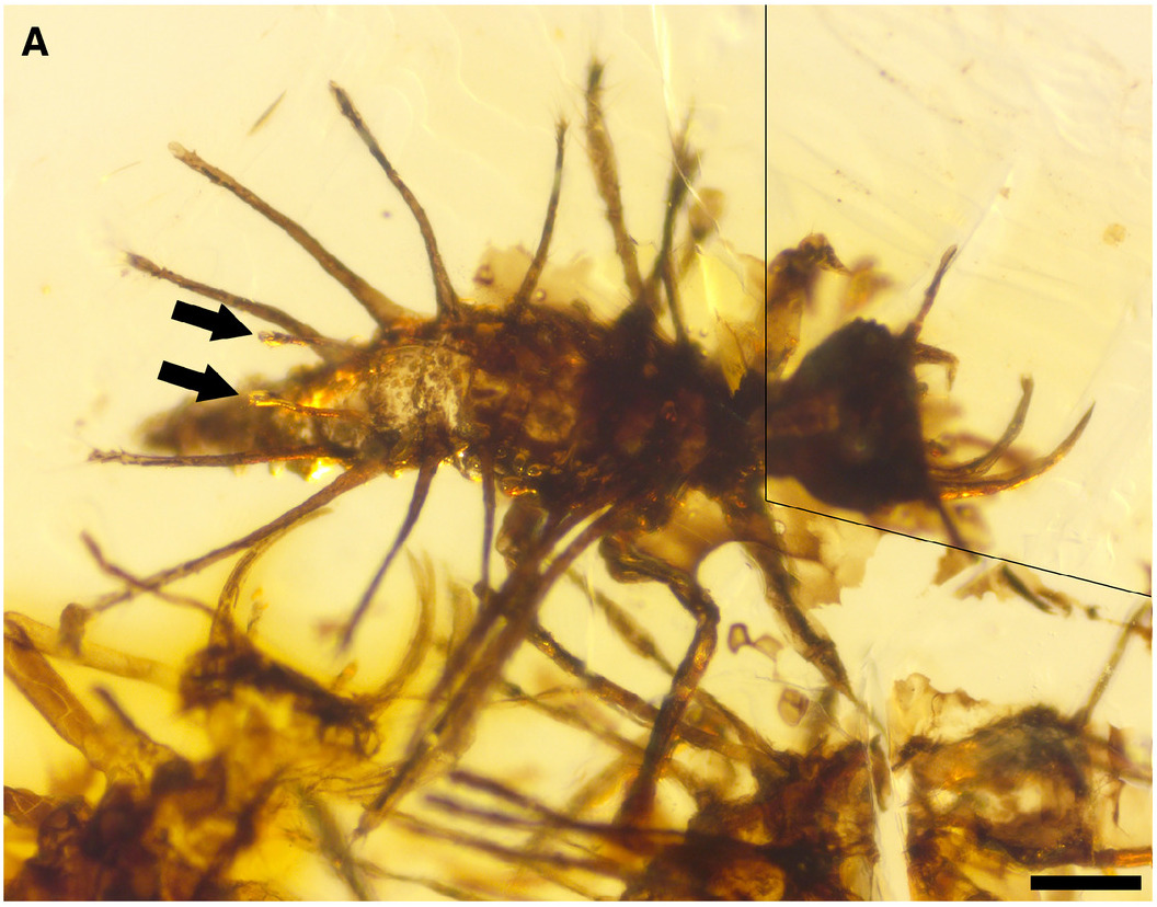 Seasonal Cycles: Evidence of Ancient Rhythms (image credits: wikimedia)