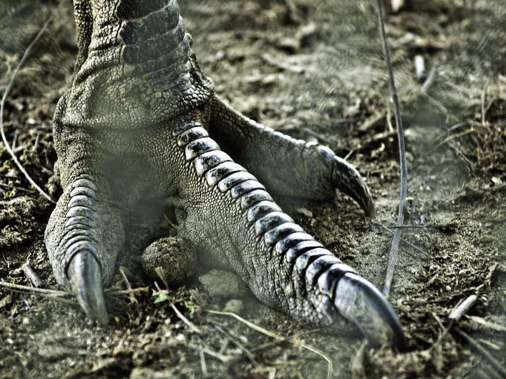 Those Infamous Sickle Claws (image credits: flickr)