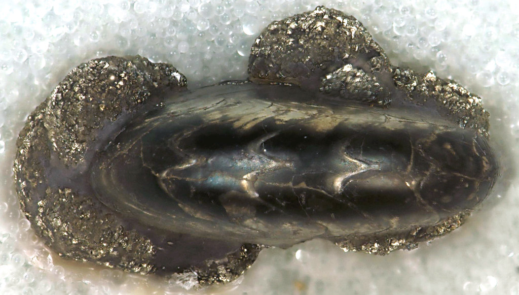 The Underwater Preservation Mystery (image credits: flickr)