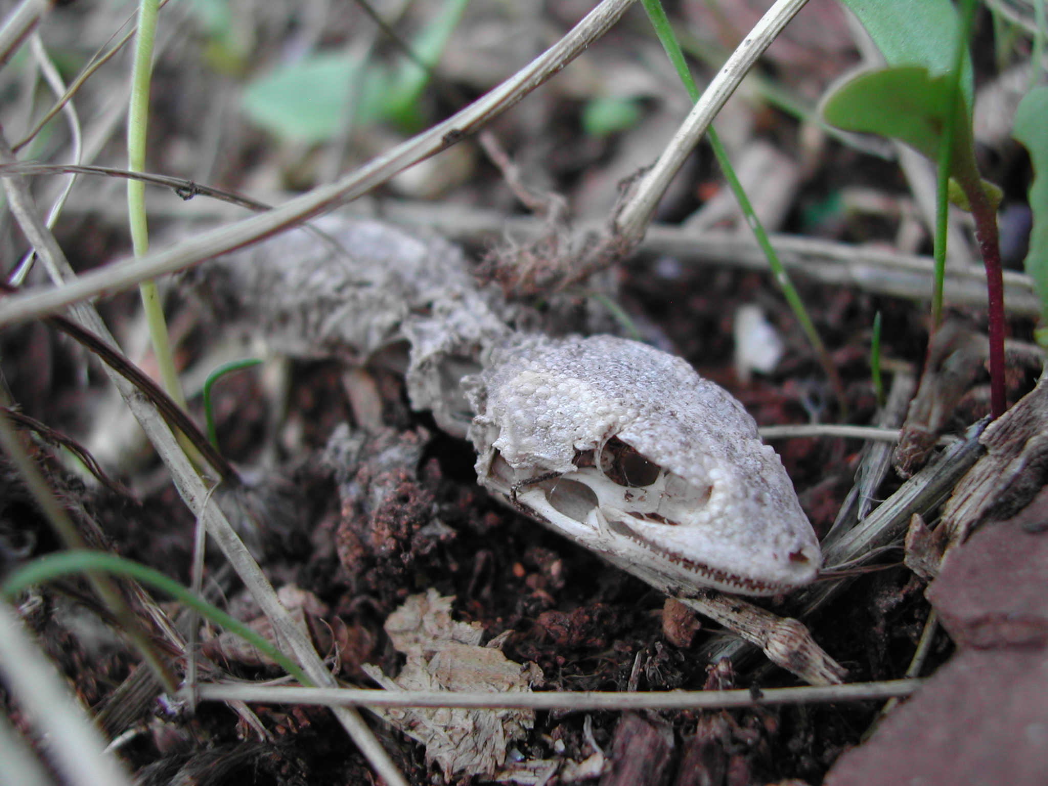 One Year: The Great Divide (image credits: wikimedia)