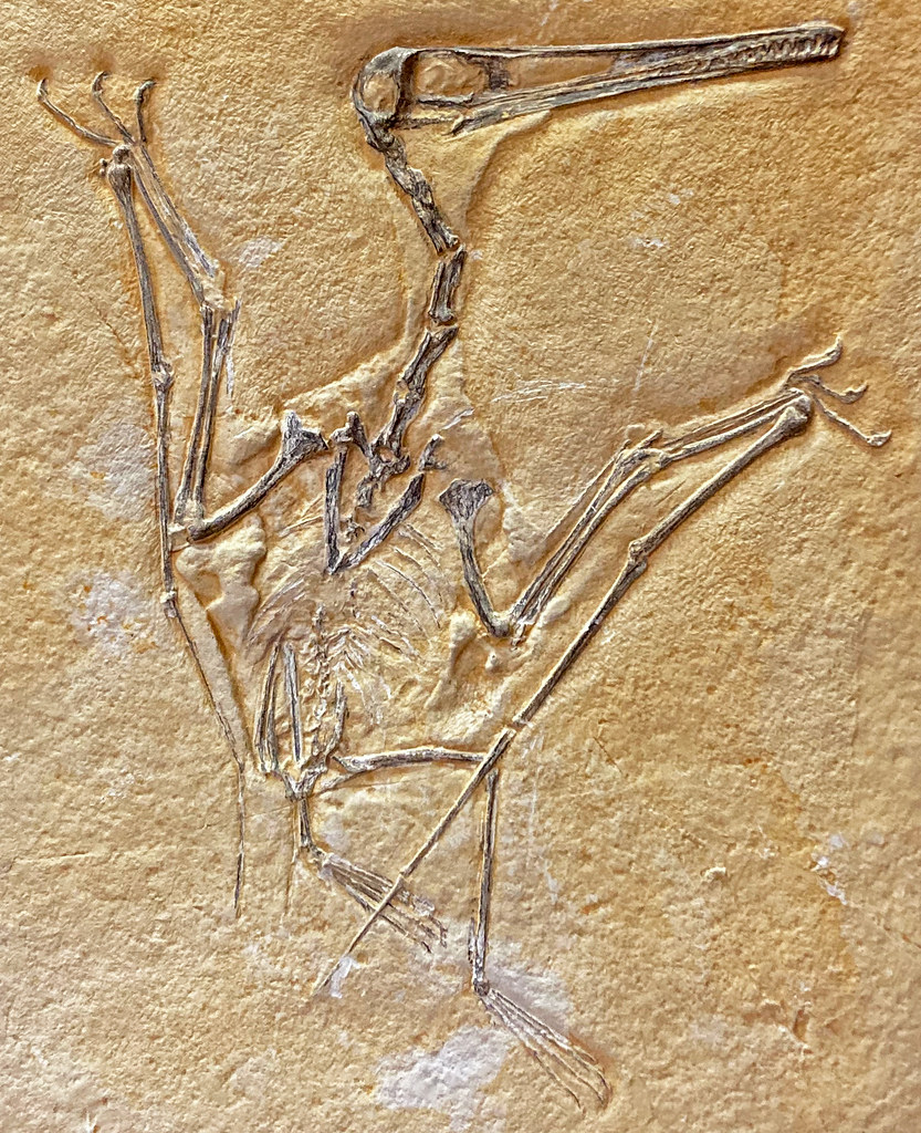 Decade Mark: The Survivors (image credits: flickr)