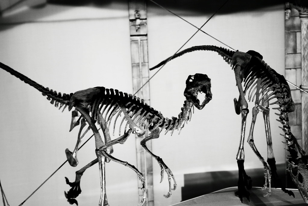 How Bones Break Down in Air vs. Water: A Survival Timeline