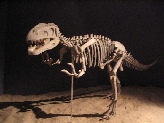 Gasosaurus: The Fierce Predator of the Jurassic (image credits: wikimedia)