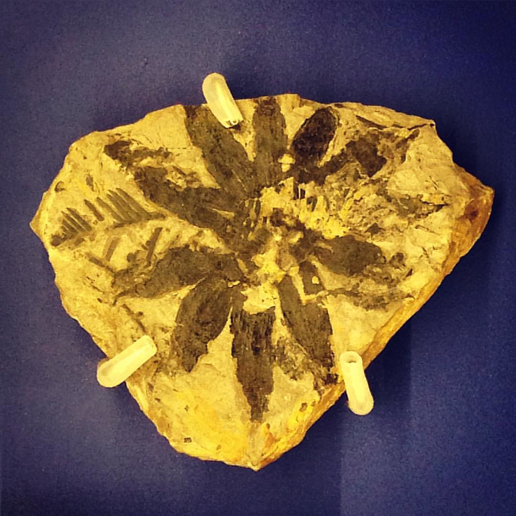 Paleobotany: The Plant Kingdom of Ancient Sichuan (image credits: flickr)