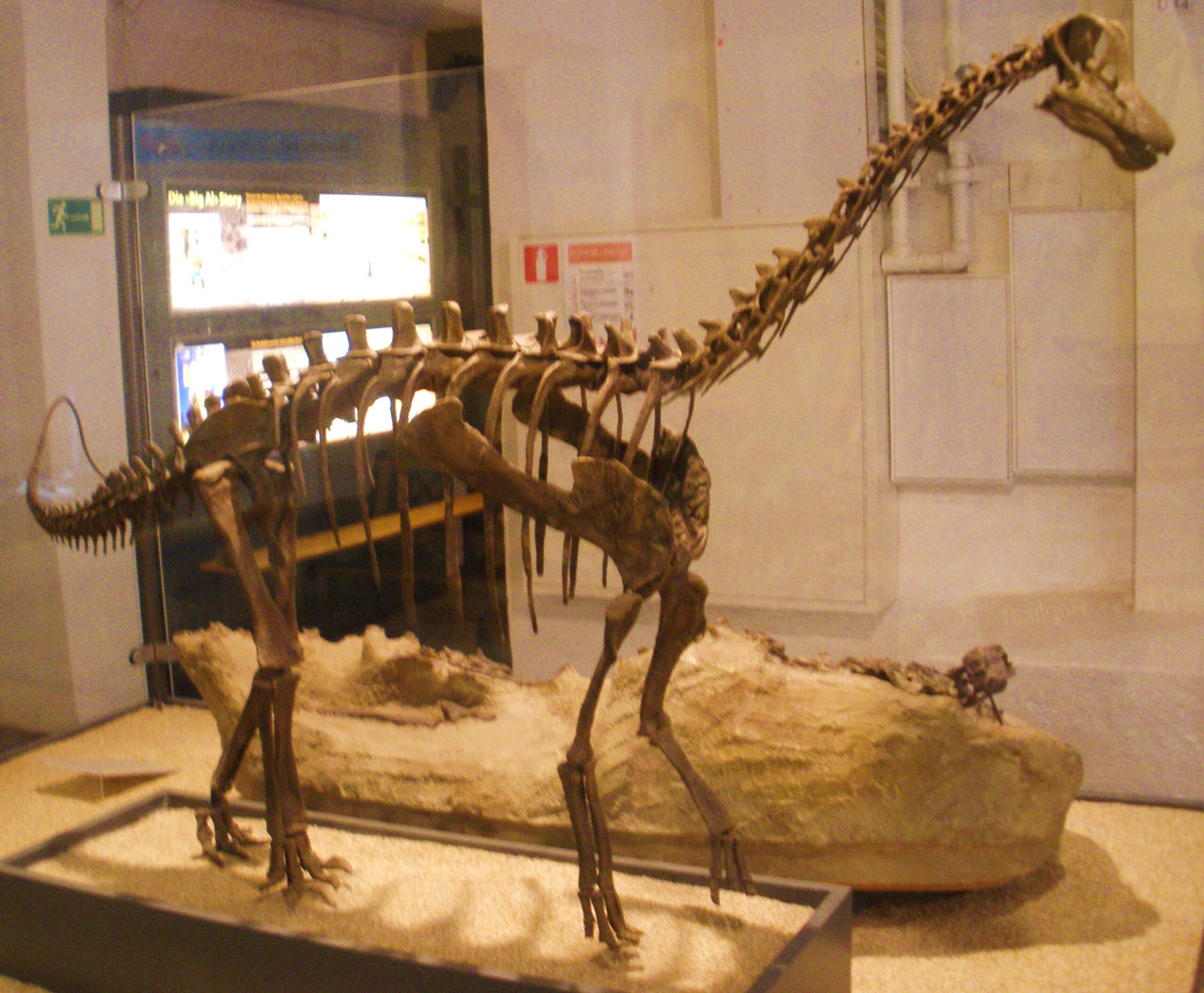 Baby Dinosaurs: The Unfortunate Victims (image credits: wikimedia)