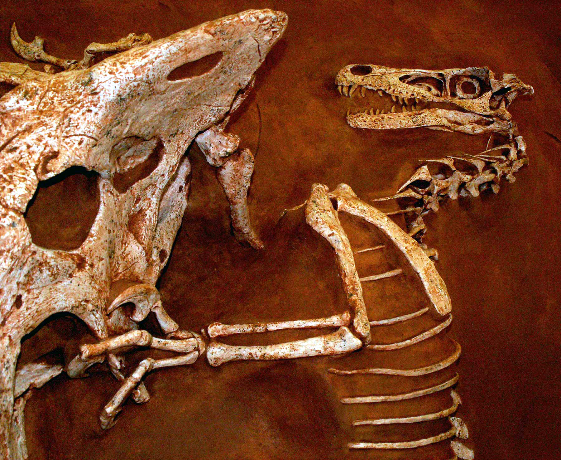 Conclusion: The Dark Reality of Prehistoric Life (image credits: wikimedia)
