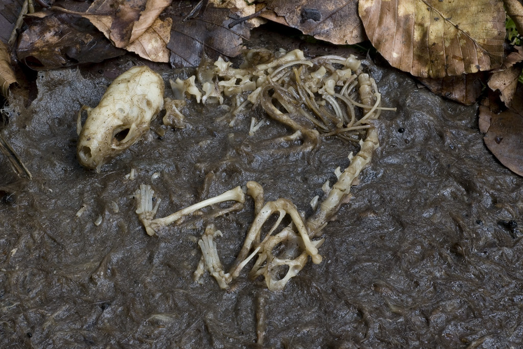 Modern Decay vs. Ancient Preservation (image credits: flickr)