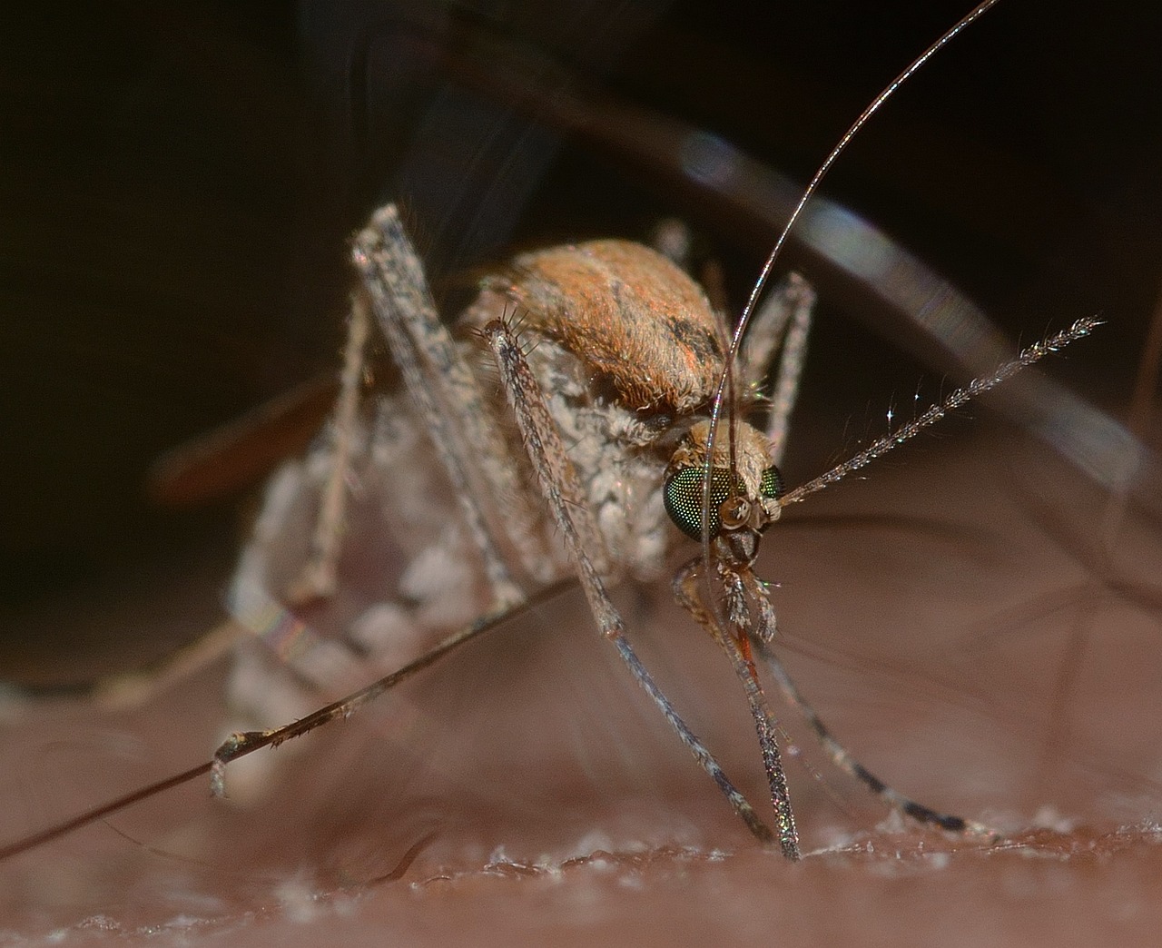 Blood-Sucking Insects: The Original Vampires (image credits: pixabay)