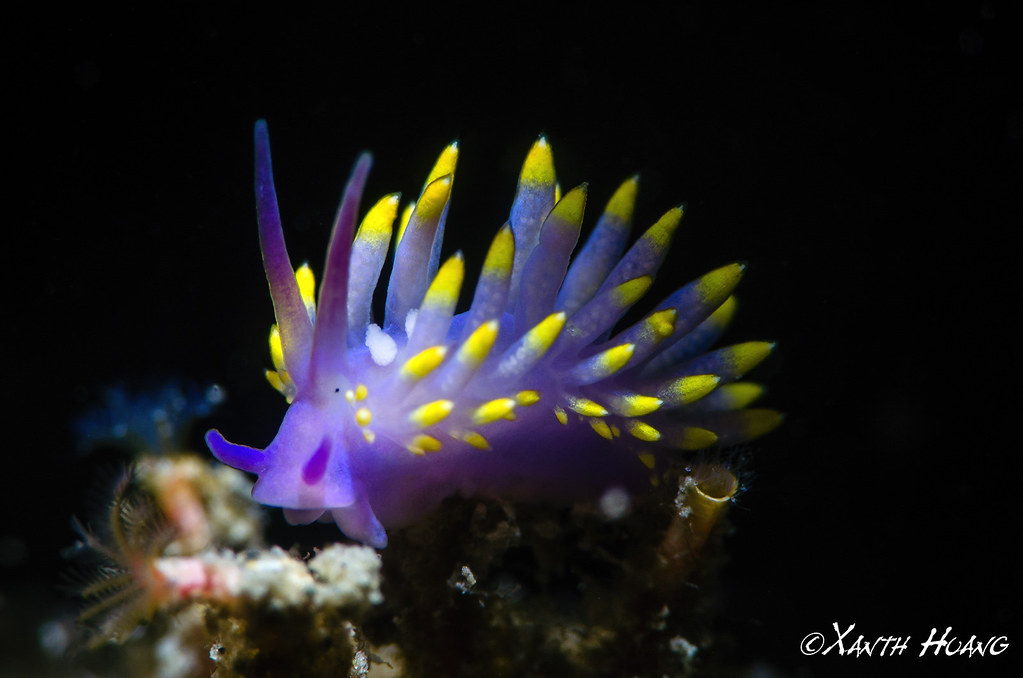 Marine Parasites: Terror in Ancient Seas (image credits: flickr)