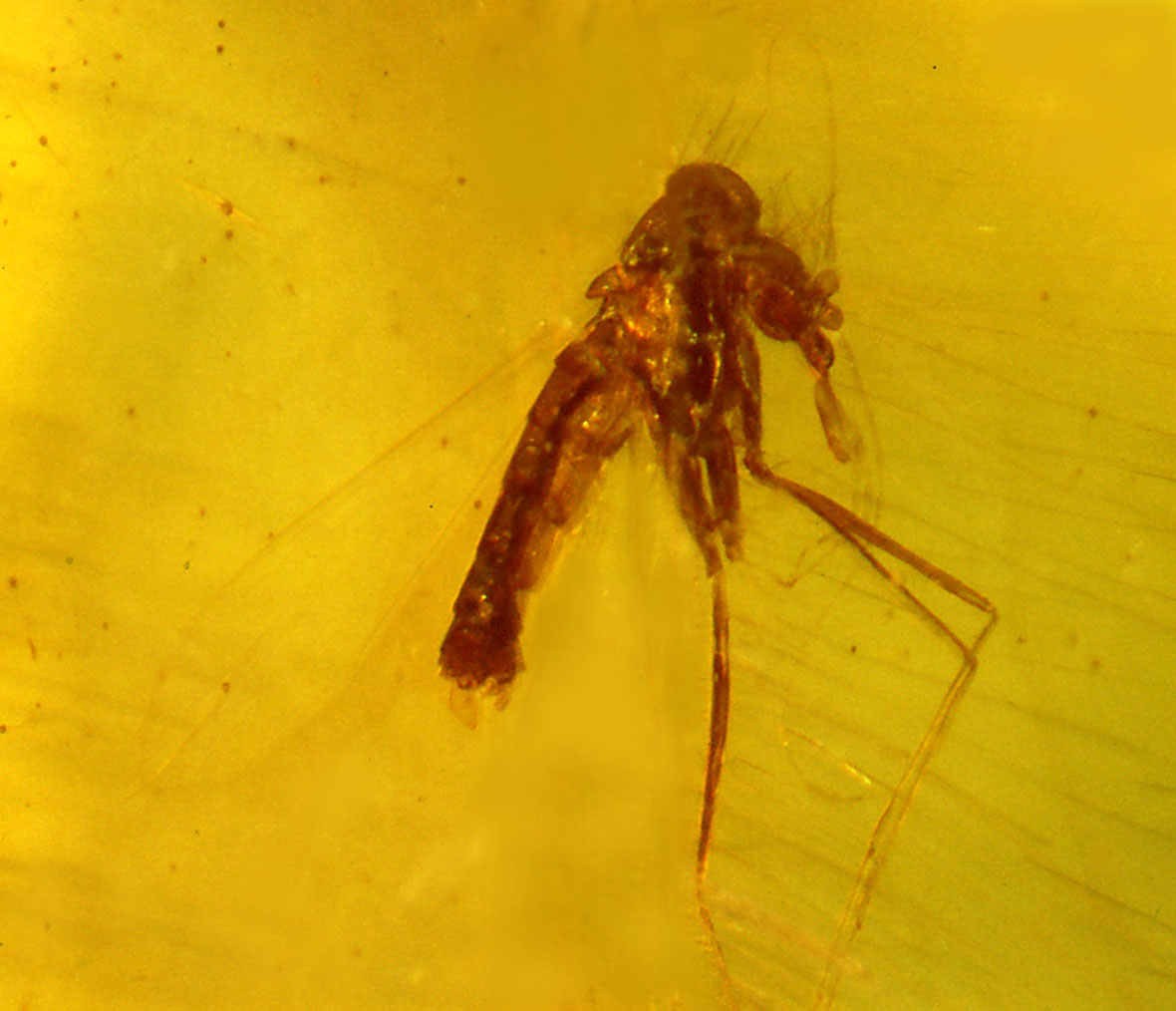 Amber Archives: Perfectly Preserved Parasites (image credits: wikimedia)