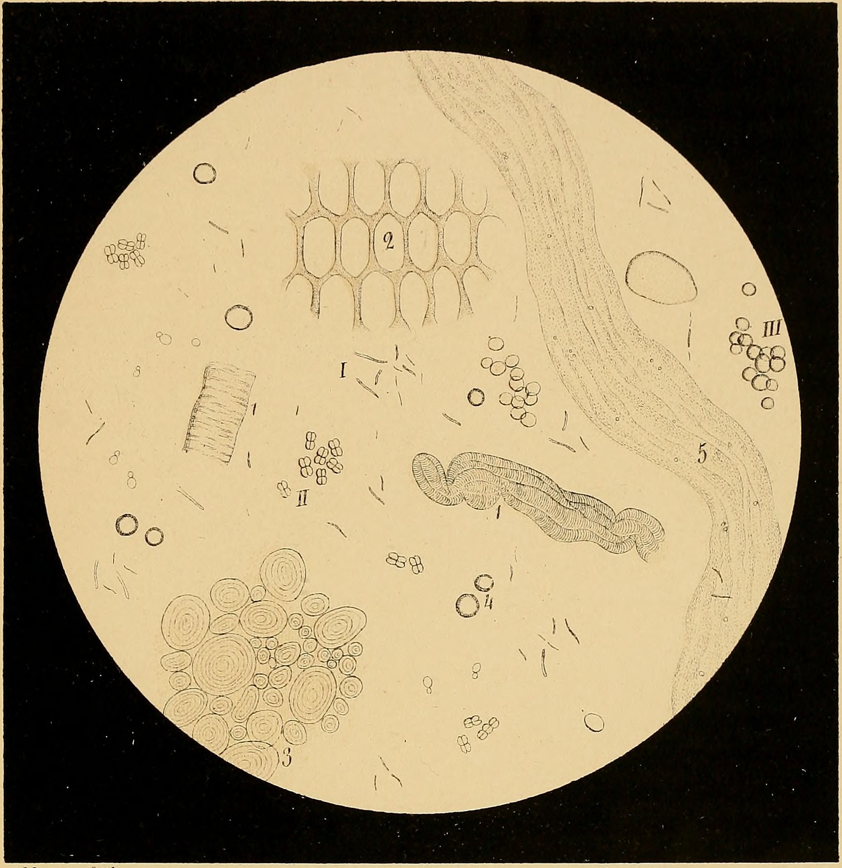 Microscopic Marvels: Single-Celled Parasites (image credits: wikimedia)