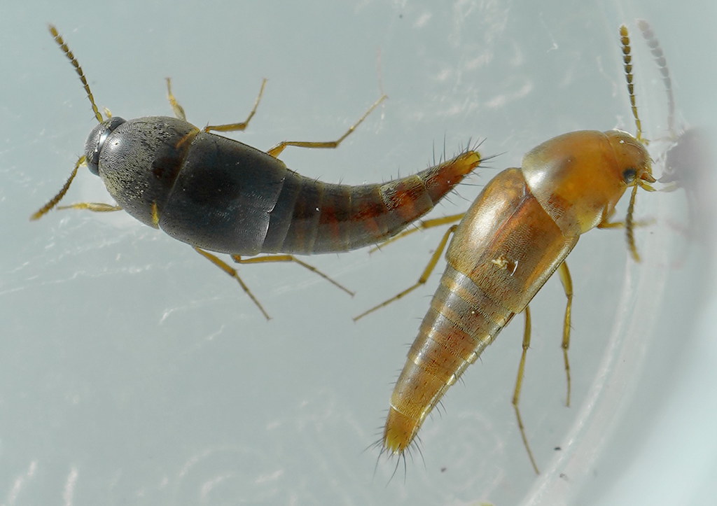 Evolutionary Arms Race: Host vs. Parasite (image credits: flickr)
