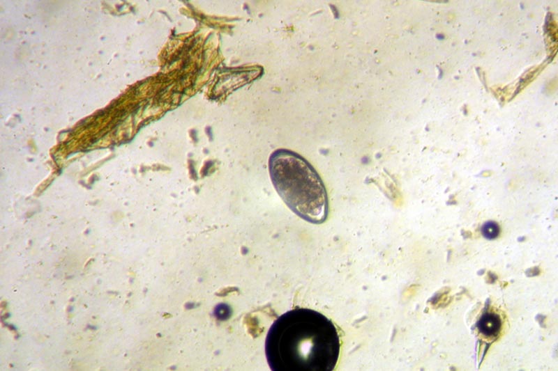 Mass Extinction Events: Parasites as Survivors (image credits: wikimedia)